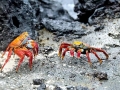 Sally Lightfoot Crab