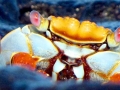 Sally Lightfoot Crab