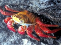 Sally Lightfoot Crab