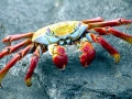 Sally Lightfoot Crab