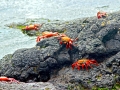 Sally Lightfoot Crab