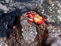 Sally Lightfoot Crab