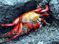 Sally Lightfoot Crab