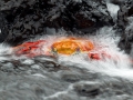 Sally Lightfoot Crab