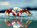 Sally Lightfoot Crab