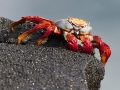 Sally Lightfoot Crab