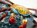 Sally Lightfoot Crab
