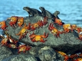 Sally Lightfoot Crab