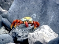 Sally Lightfoot Crab