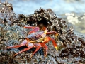 Sally Lightfoot Crab