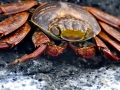 Sally Lightfoot Crab