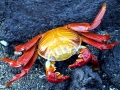 Sally Lightfoot Crab