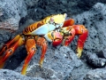 Sally Lightfoot Crab