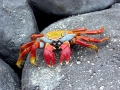 Sally Lightfoot Crab