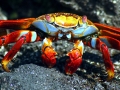 Sally Lightfoot Crab