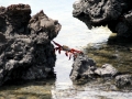 Sally Lightfoot Crab