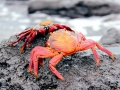 Sally Lightfoot Crab
