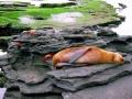 Sally Lightfoot Crab