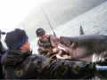 Salmon Shark