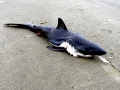Salmon Shark