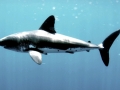 Salmon Shark