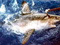 Salmon Shark