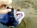 Salmon Shark