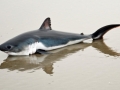 Salmon Shark