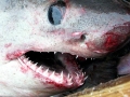 Salmon Shark