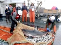 Salmon Shark