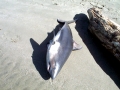 Salmon Shark
