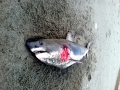 Salmon Shark