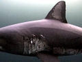 Salmon Shark