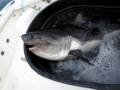 Salmon Shark