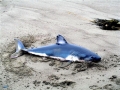 Salmon Shark