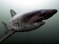 Salmon Shark
