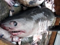 Salmon Shark