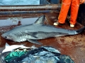 Salmon Shark