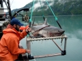 Salmon Shark
