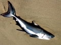 Salmon Shark