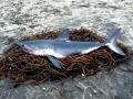 Salmon Shark