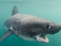 Salmon Shark