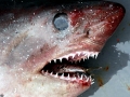 Salmon Shark