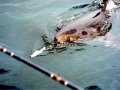 Salmon Shark