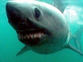 Salmon Shark