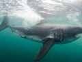 Salmon Shark