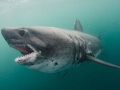 Salmon Shark