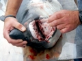 Salmon Shark