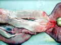 Salmon Shark