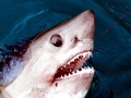 Salmon Shark